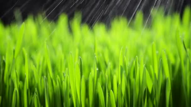 Grama verde fresca com gotas de chuva, precipitação na natureza, primavera, clima úmido, gotas de orvalho em erva verde, trigo, centeio — Vídeo de Stock