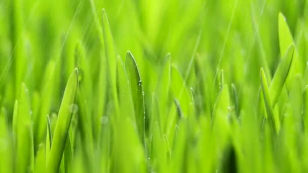 Fresh Green Grass with Rain Drops, Rainfall in Nature, Spring, Humid Climate, Dew Drops on Green Herb, Wheat, Rye — стокове відео