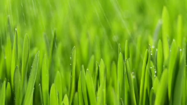 Herbe verte fraîche avec gouttes de pluie, précipitations dans la nature, printemps, climat humide, gouttes de rosée sur herbe verte, blé, seigle — Video