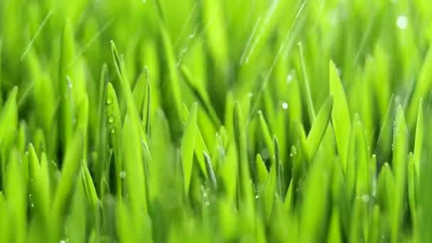 有雨滴的新鲜绿草，大自然的雨，春天，潮湿的气候，绿色草本上的露珠，小麦，黑麦 — 图库视频影像