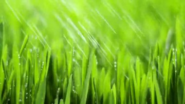 Yağmur Damlalı Taze Yeşil Çimen, Doğada Yağmur, Bahar, nemli İklim, Yeşil Bitki Çiyleri, Buğday, Çavdar