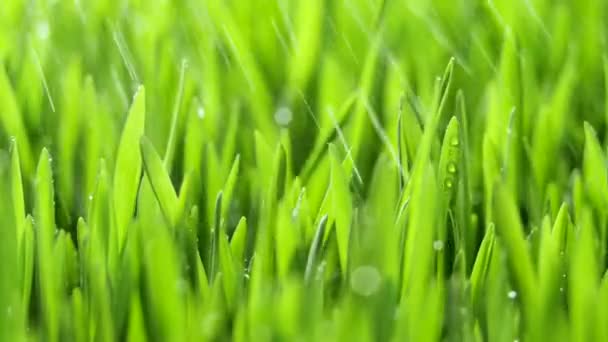 Frisches grünes Gras mit Regentropfen, Niederschlag in der Natur, Frühling, feuchtes Klima, Tautropfen auf grünem Kraut, Weizen, Roggen — Stockvideo
