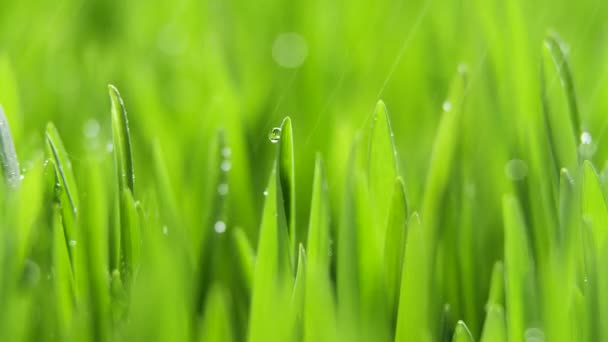 Frisches grünes Gras mit Regentropfen, Niederschlag in der Natur, Frühling, feuchtes Klima, Tautropfen auf grünem Kraut, Weizen, Roggen — Stockvideo