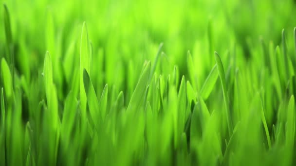 Rosnąca zielona trawa, czas upraw zbóż, świeża pszenica, sezon wiosenny — Wideo stockowe