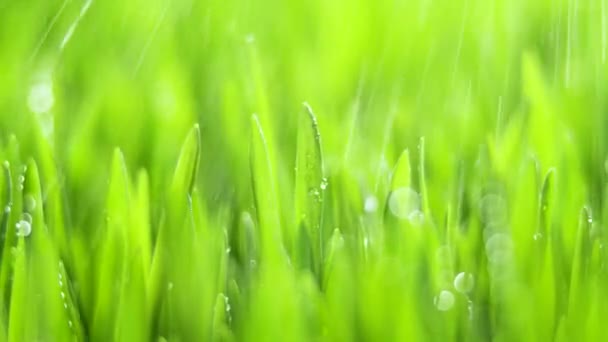 Herbe verte fraîche avec gouttes de pluie, précipitations dans la nature, printemps, climat humide, gouttes de rosée sur herbe verte, blé, seigle — Video