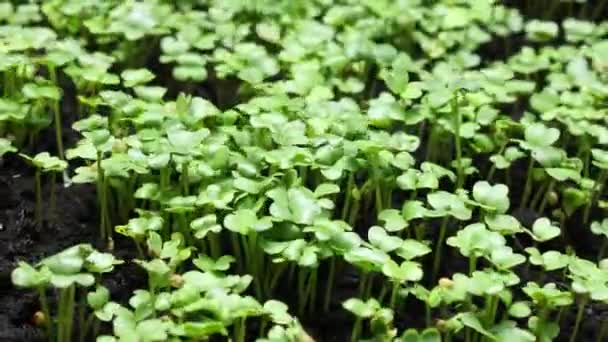 Coltivazione di piante in Timelapse, germinazione dei germogli, lasso di tempo dei semi verdi, agricoltura primaverile ed estiva — Video Stock