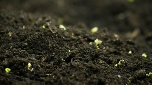 Growing Plants from Seeds in Time lapse, Fresh Green Sprout Timelapse. Nature spring season. Gardening agriculture food. — Stock Video