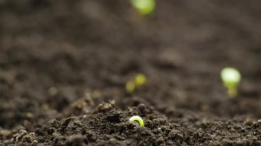 Bahar mevsiminde tohumlardan filizlenen bitkiler, serada filizlenen filizler