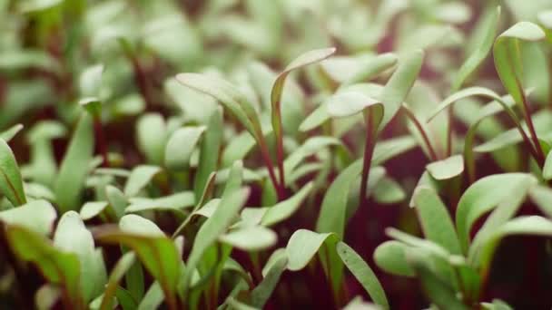 Cultiver dans le temps, Graines de betterave, Germes Germination, Printemps et été Agriculture — Video