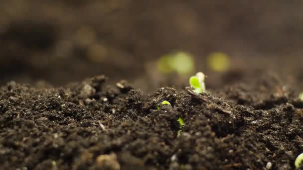 Growing Plants from Seeds in Time lapse, Fresh Green Cress Salad Sprout Timelapse. Nature spring season. Gardening agriculture food. — Stock Video