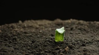 Bahar zamanında yetişen bitkiler, sera tarımında kabak tohumundan filizlenen filizler, Doğal Gıda