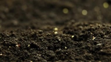 Bahar zamanında yetişen bitkiler, tohumlardan filizlenen filizler, serada yeni doğmuş lahana. Tarım