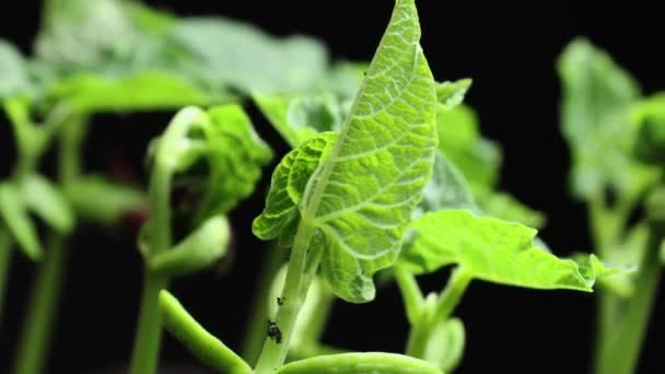 Pianta in crescita in timelapse, Foglie verdi fresche, germinazione germogli pianta di fagiolini neonato in agricoltura serra, Si sviluppa dopo la germinazione — Video Stock