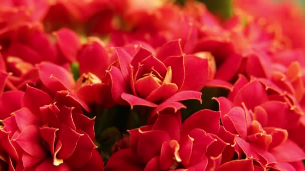 Timelapse of blooming Red Flower. Beautiful opening up. Timelapse of growing blossom big flower on green leaves background — Stock Video