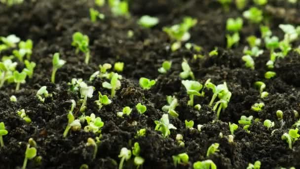 在春光中生长的植物、种子发芽的芽、温室农业中的生菜沙拉 — 图库视频影像