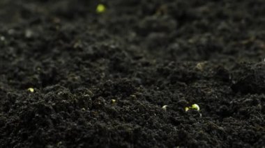 Bahar zamanında yetişen bitkiler, tohumlardan filizlenen filizler, sera tarımında yeni doğan tere salatası.