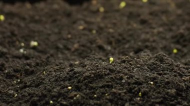Bahar zamanında yetişen bitkiler, tohumlardan filizlenen filizler, sera tarımında yeni doğan tere salatası.