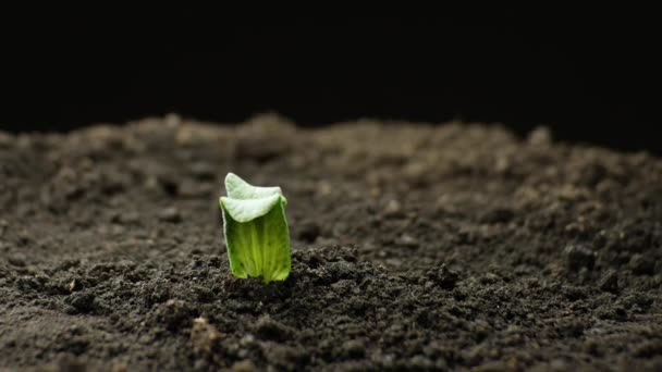 Growing plants in spring timelapse, sprouts germination from pumpkin seed in greenhouse agriculture, Natural Food — Stock Video