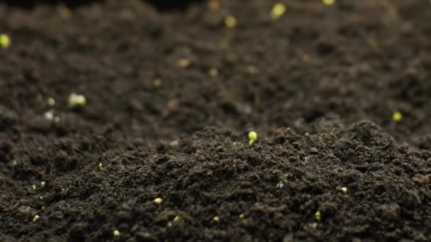 Plantes en croissance au printemps timelapse, germes germination à partir de graines, salade de cresson nouveau-né dans l'agriculture en serre — Video