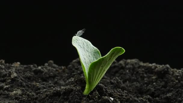 Растущие растения в весенний период времени, прорастание семян тыквы в парниковом сельском хозяйстве, натуральные продукты питания — стоковое видео