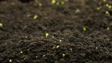 Bahar zamanında yetişen bitkiler, tohumlardan filizlenen filizler, sera tarımında yeni doğan tere salatası.