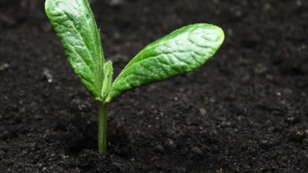 Plantas em crescimento na primavera timelapse, germinação brotos de sementes de abóbora na agricultura de efeito estufa, Natural Food — Vídeo de Stock