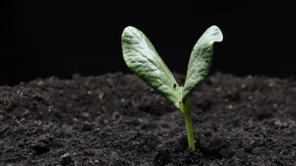 Cultivo de plantas en primavera timelapse, brotes germinación de semillas de calabaza en la agricultura de invernadero, Alimentación Natural — Vídeos de Stock