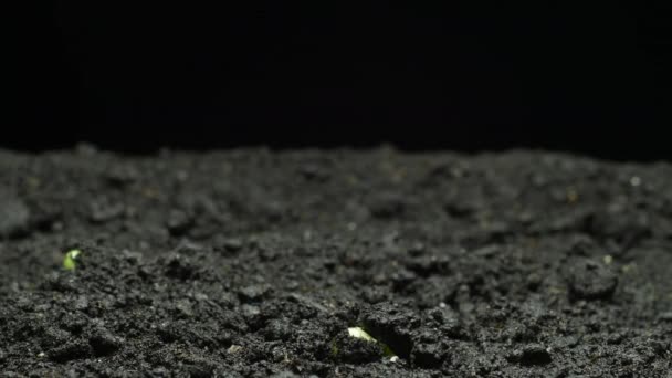 Plantas em crescimento na primavera timelapse, germinação brotos, planta em Estufa, Agricultura — Vídeo de Stock