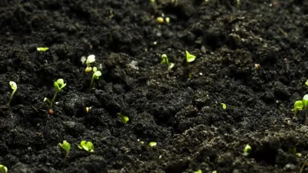 在春天的时间里种植植物,从种子中发芽,在温室里种植新生的卷心菜.农业 — 图库视频影像