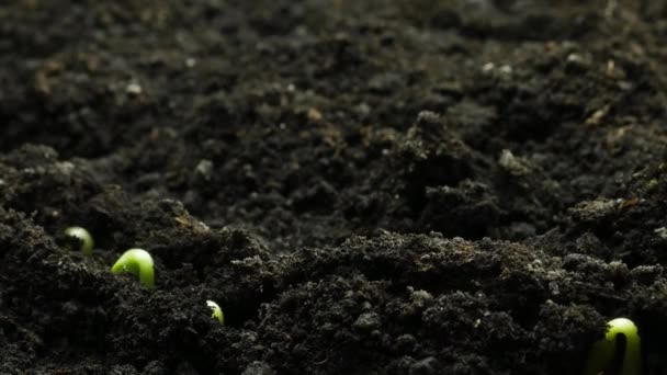 Piante in crescita in primavera timelapse, germogli germinazione da semi di zucca in agricoltura serra, Alimenti Naturali — Video Stock