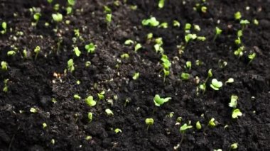 Bahar zamanında yetişen bitkiler, tohumlardan filizlenen filizler, sera tarımında yeni doğan tere salatası.