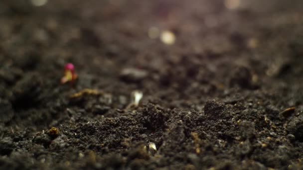 Uprawa roślin w Timelapse, nasiona buraków, kiełkowanie korzeni, Wiosna i Lato Rolnictwo — Wideo stockowe