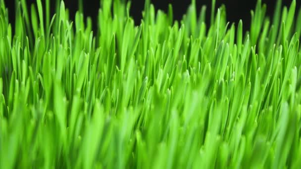 Rye Field, Cereal Growing Crop Time Lapse. Fresh Green Rye Plant Crescer Timelapse. Estação da Primavera da Natureza. Alimentação de jardinagem, grãos de agricultura, colheita de cobertura, colheita de forragem. Ecologia, alterações climáticas — Vídeo de Stock
