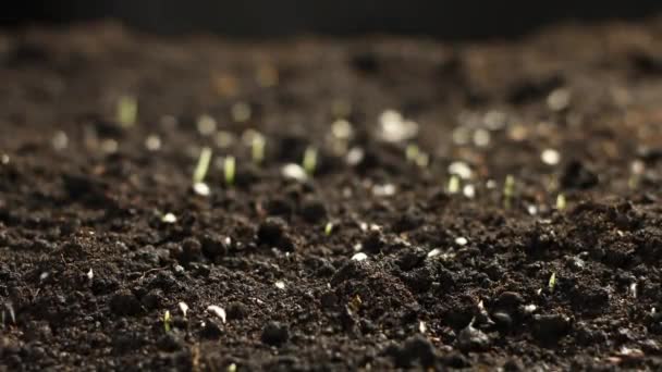 Campo de centeno, cultivo de cereales Tiempo de caducidad. Planta de centeno verde fresco Crecer Timelapse. Naturaleza temporada de primavera. Alimentos para la jardinería, grano agrícola, cultivos de cobertura, cultivos forrajeros. Ecología, cambio climático — Vídeos de Stock