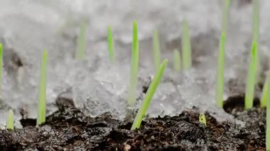 Kar altında büyüyen buğday, eriyen zaman, karın altında bitki, kış ve bahar, tarlada doğanın uyanışı, bahçecilik.