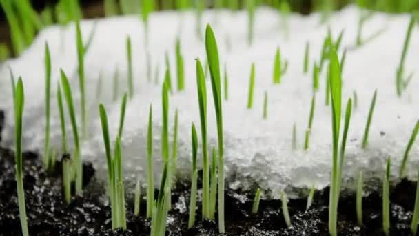 Roślina rosnąca pod śniegiem, Śnieg topnieje timelapse, Pszenica pod śniegiem, Zima i wiosna, Przebudzenie natury na polu, ogrodnictwo — Wideo stockowe