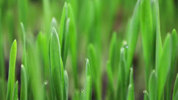 Anbaupflanzenfeld, Getreideernte, Zeitraffer, Frische grüne Weizenpflanze, Roggen, Natur Frühjahrssaison, Gartenarbeit Landwirtschaft Nahrung — Stockvideo