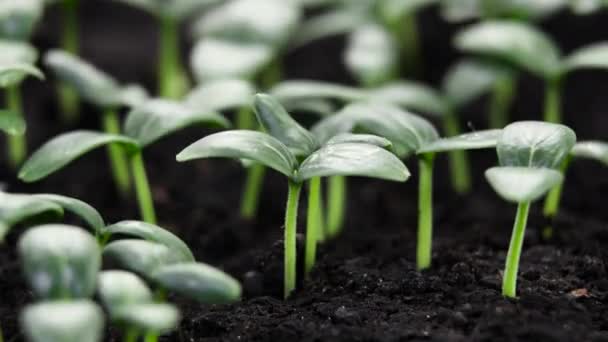 Pěstování rostlin v jarním období, klíčení novorozenců Okurková rostlina ve skleníkovém zemědělství — Stock video