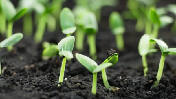 Plantas en crecimiento en primavera timelapse, brotes germinación recién nacido Planta de pepino en la agricultura de invernadero — Vídeo de stock