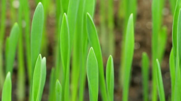 Вирощування поля жита, Cereal Crop, Time Lapse, Fresh Green Wheat Plant, Nature Spring season, Gardening Agriculing Food — стокове відео