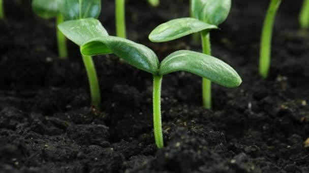 Вирощування рослин у весняний період, проростання паростків новонароджених огірків у тепличному господарстві — стокове відео