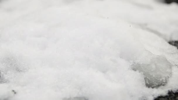 Plants growing under the snow, Snow is melting timelapse, Cucumber seed rise in the snow, Winter and spring, The awakening of nature in field, gardening — Stock Video