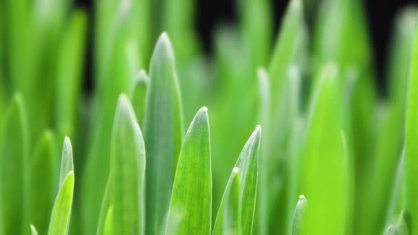 Növekvő rozs növény szántóföldön, gabonatermés, időelhalás, friss zöld búza növény, természet tavaszi szezon, kertészeti mezőgazdasági élelmiszer — Stock videók