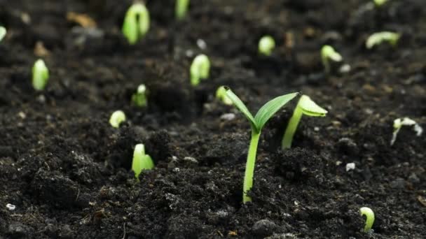 Plantas em crescimento na primavera timelapse, brotos germinação recém-nascido Pepino planta em estufa agricultura — Vídeo de Stock