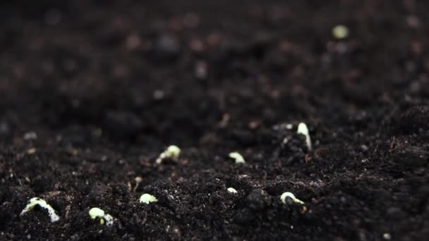 Growing plants in spring timelapse, sprouts germination newborn Cucumber plant in greenhouse agriculture — Stock Video