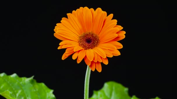 Çiçek açan portakal çiçeğinin zamanı. Güzel bir açılış. Büyüyen büyük çiçeğin zamanı. — Stok video