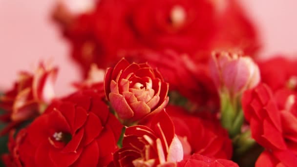 Timelapse de flor roja floreciente, abertura hermosa para arriba, Timelapse de flor creciente flor grande sobre fondo verde de las hojas — Vídeos de Stock