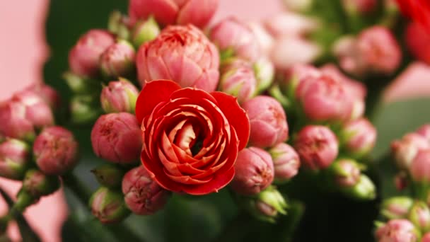 Zeitraffer der Blüte Rote Blume, Schöne Öffnung, Zeitraffer der wachsenden Blüte große Blume auf grünen Blättern Hintergrund — Stockvideo