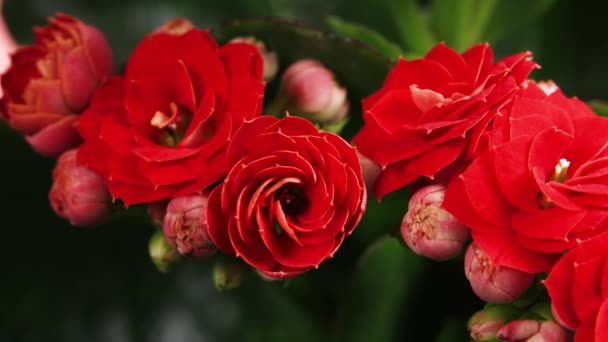Zeitraffer der Blüte Rote Blume, Schöne Öffnung, Zeitraffer der wachsenden Blüte große Blume auf grünen Blättern Hintergrund — Stockvideo