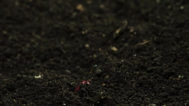 Feijão Germinante Crescendo em Terreno, Agricultura Primavera Verão Timelapse, semente de planta em estufa, Natural Food — Vídeo de Stock